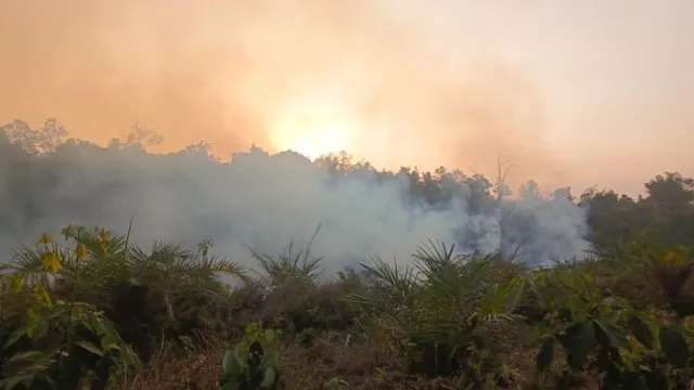 Fenomena yang Perlu Diwaspadai Usai Karhutla, Riset: Lonjakan Kadar Arsenik di Sungai — News
